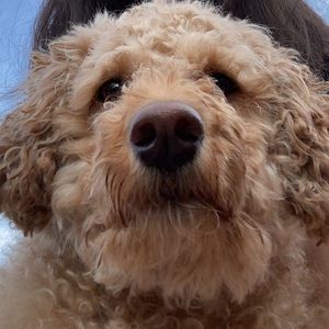 Meet your Posher, Avaani